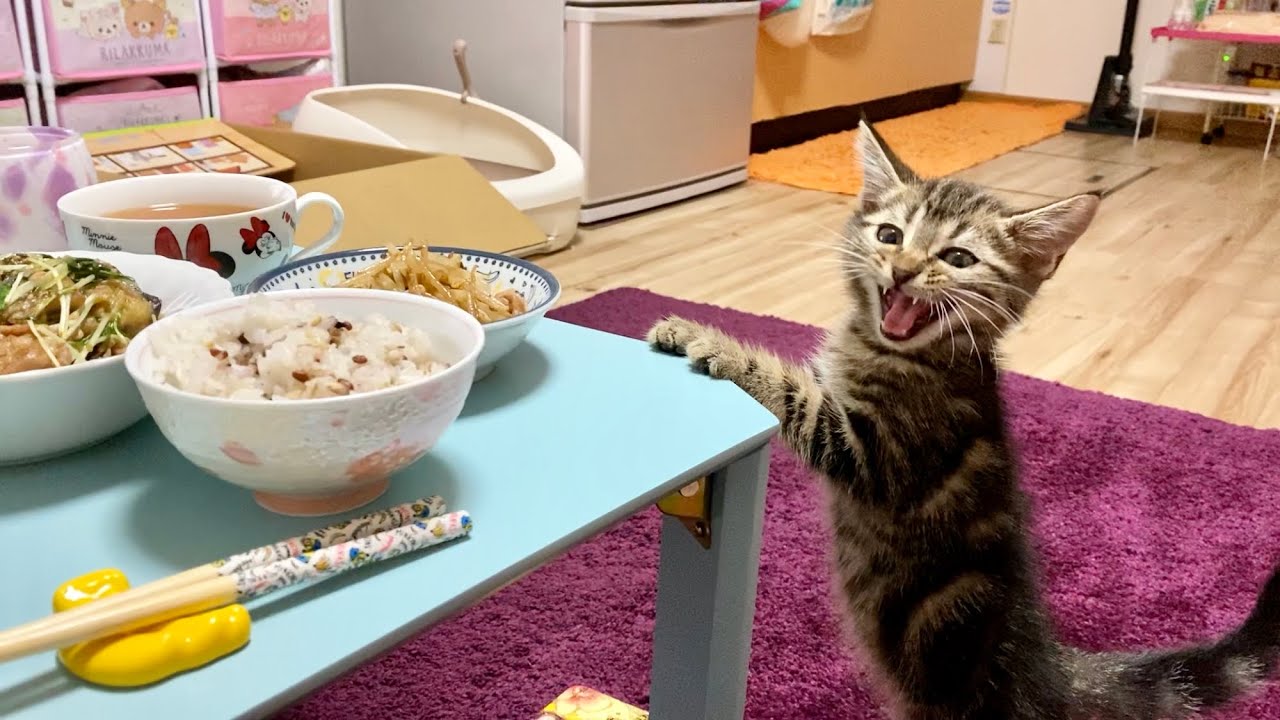 飼い主の料理が気になりすぎてしつこくチェックしにきた子猫ｗ