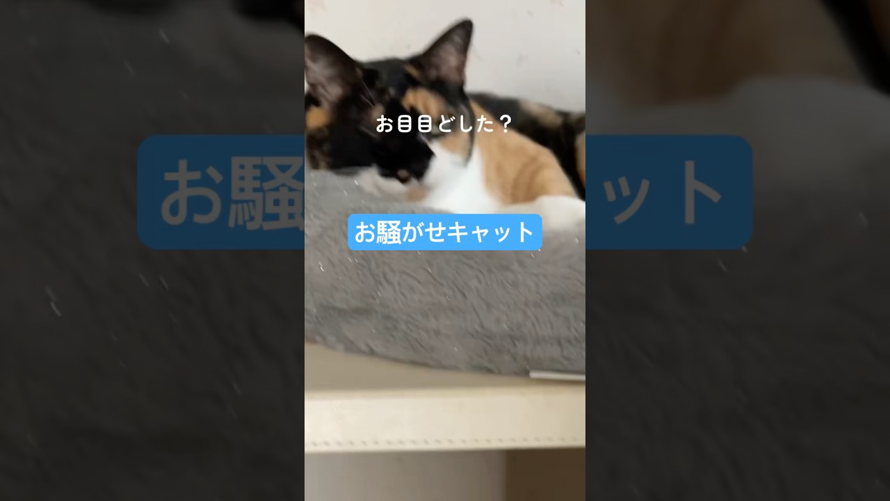 お目目が#shorts #猫 #子猫 #猫好き #癒し #かわいい #ネコ動画#黒猫#ハチワレ#三毛猫#シニアネコ