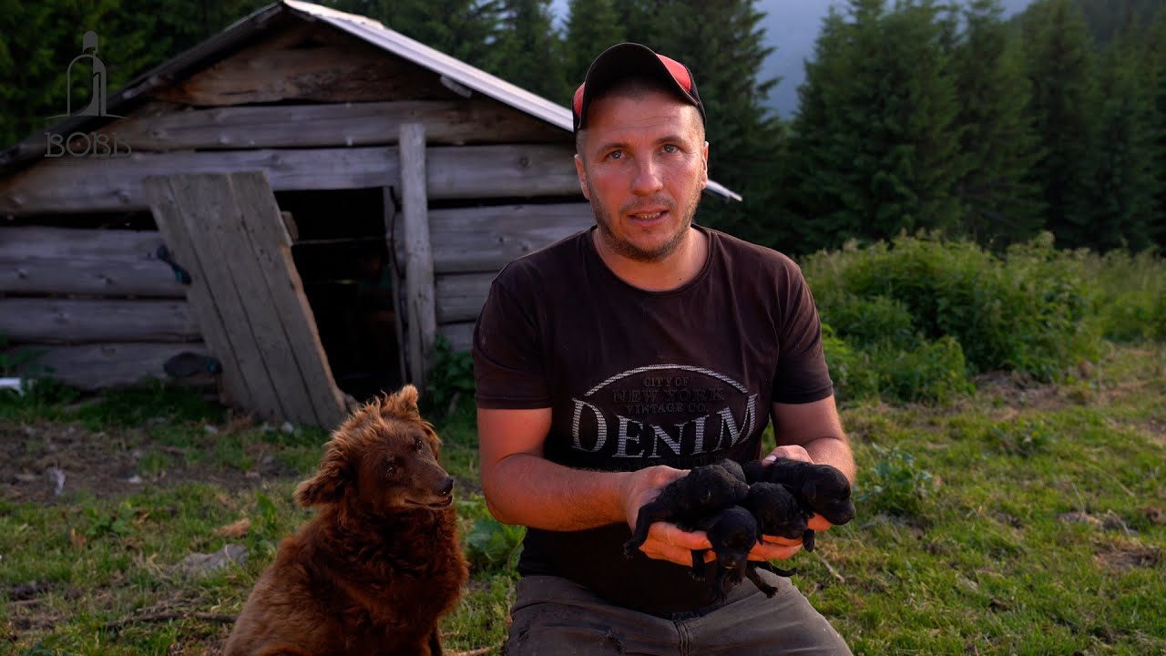 LUPII au împărțit câinii în 3 locuri | Noaptea la stână și lătratul câinilor | Căței de întors oile