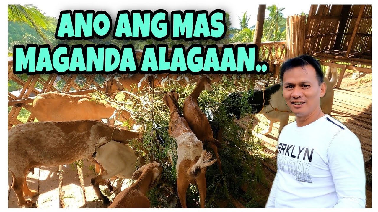 MALAKI BA DAW ANG KITA SA PAG-AALAGA NG BAKA OR KAMBING?