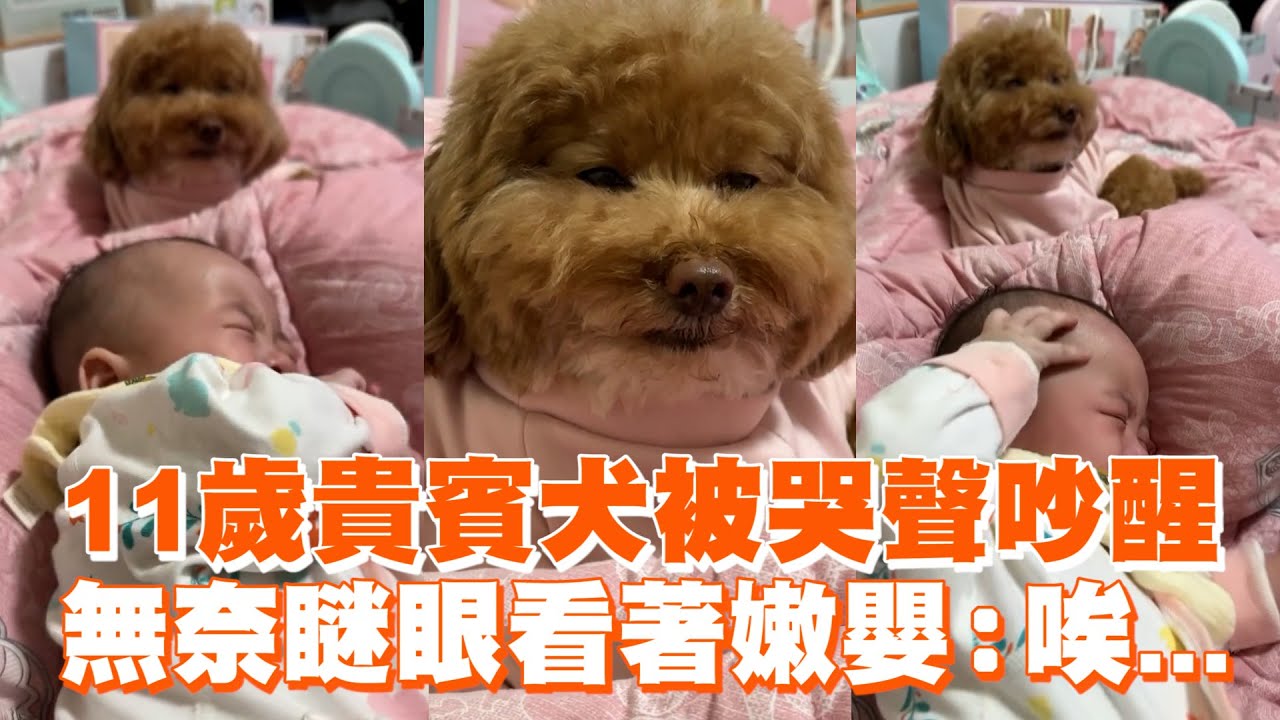 11歲貴賓犬被哭聲吵醒 　無奈瞇眼看著嫩嬰：唉...😑｜精選影片