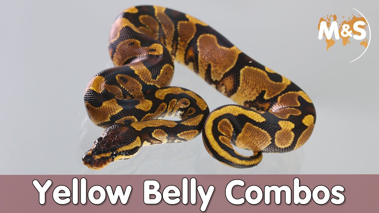 Check my balls! | Yellow Belly Komplex erklärt! | Kochstudio | Reptil TV
