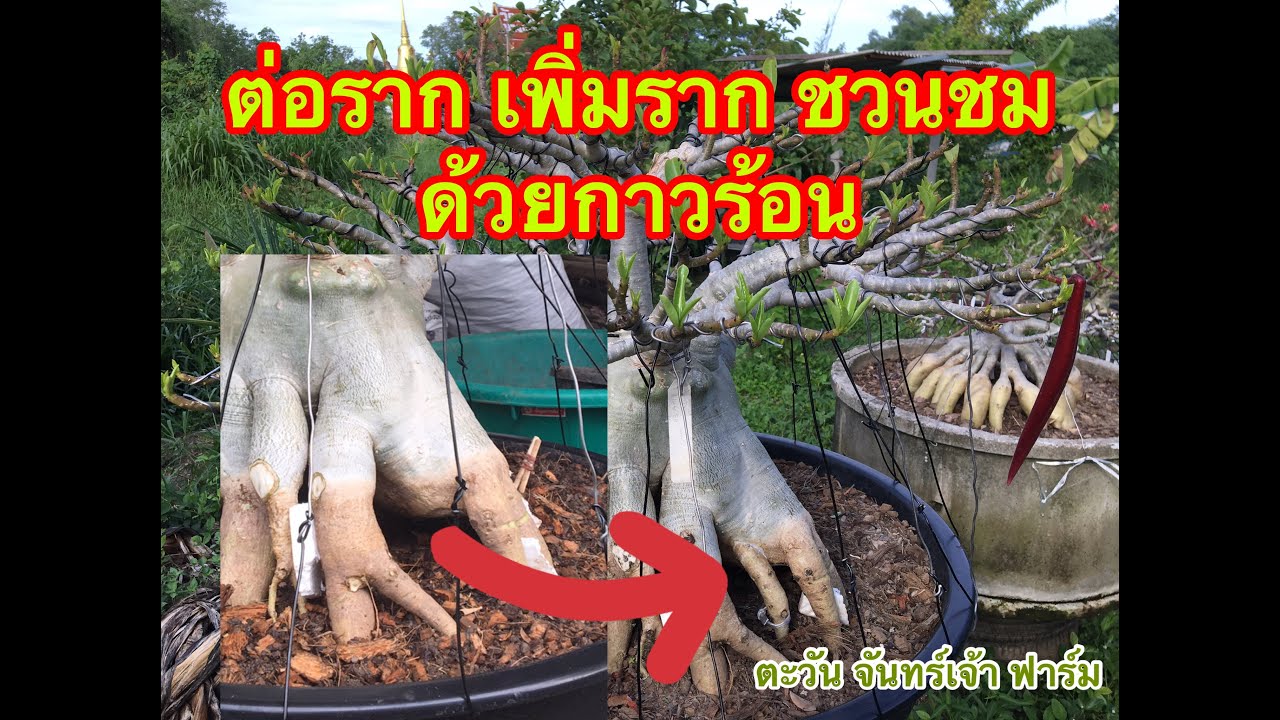 ต่อราก เพิ่มราก ชวนชม ด้วยกาวร้อน