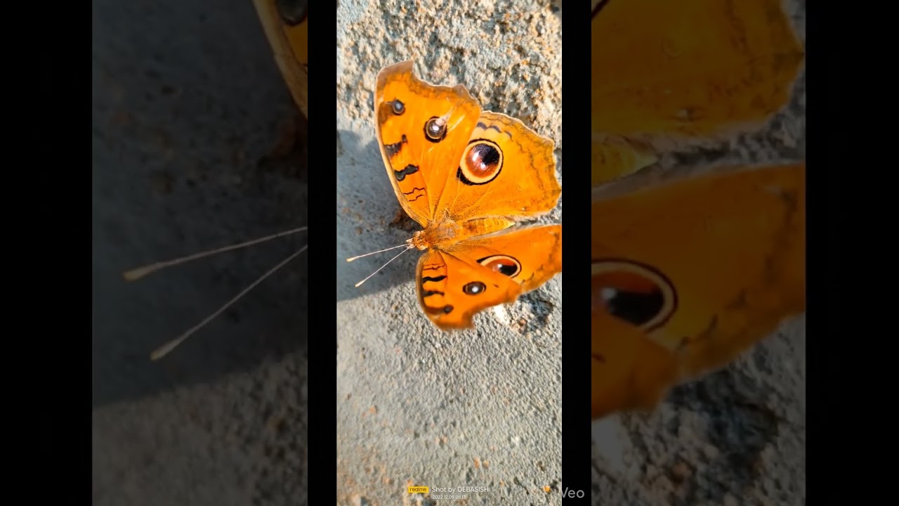 #butterfly