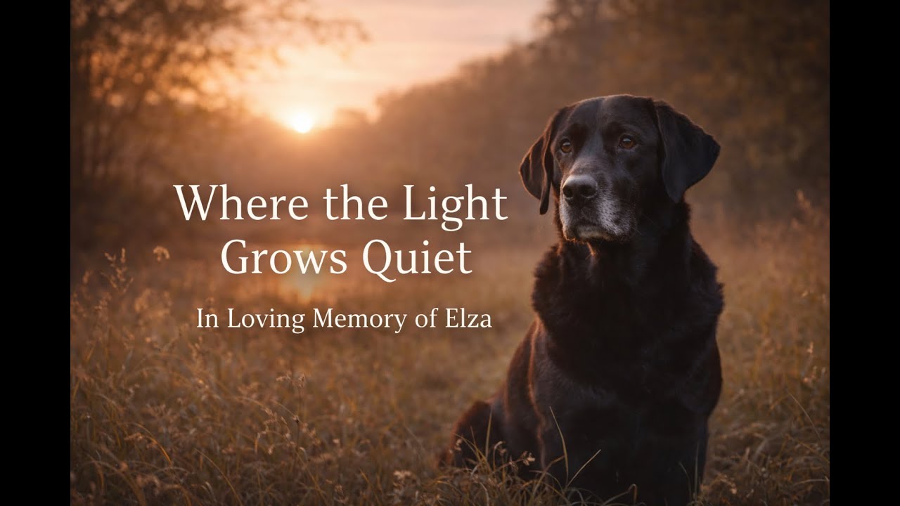 Where the Light Grows Quiet | In Loving Memory of Elza 🖤 A Song for Those Who Lost a Beloved Pet