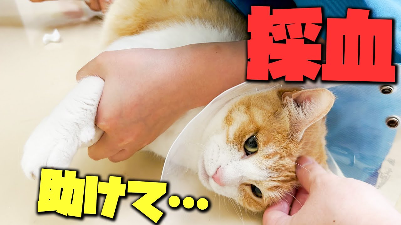 動物病院で採血されて大暴れしてしまうロビン