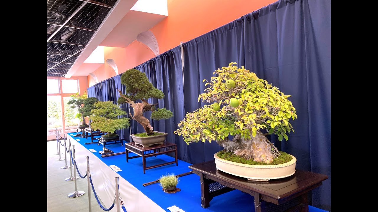 BONSAI EXHIBITION at the 98th Autum Angyo Flowers and Plants Festival・第98回秋の安行花植木祭りの銘品盆栽展