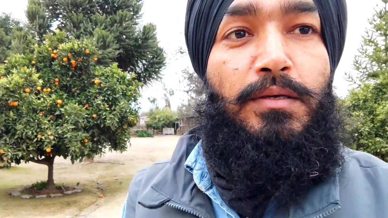 Walnut farm in chile || The house owner offer us oranges and walnuts for free ||