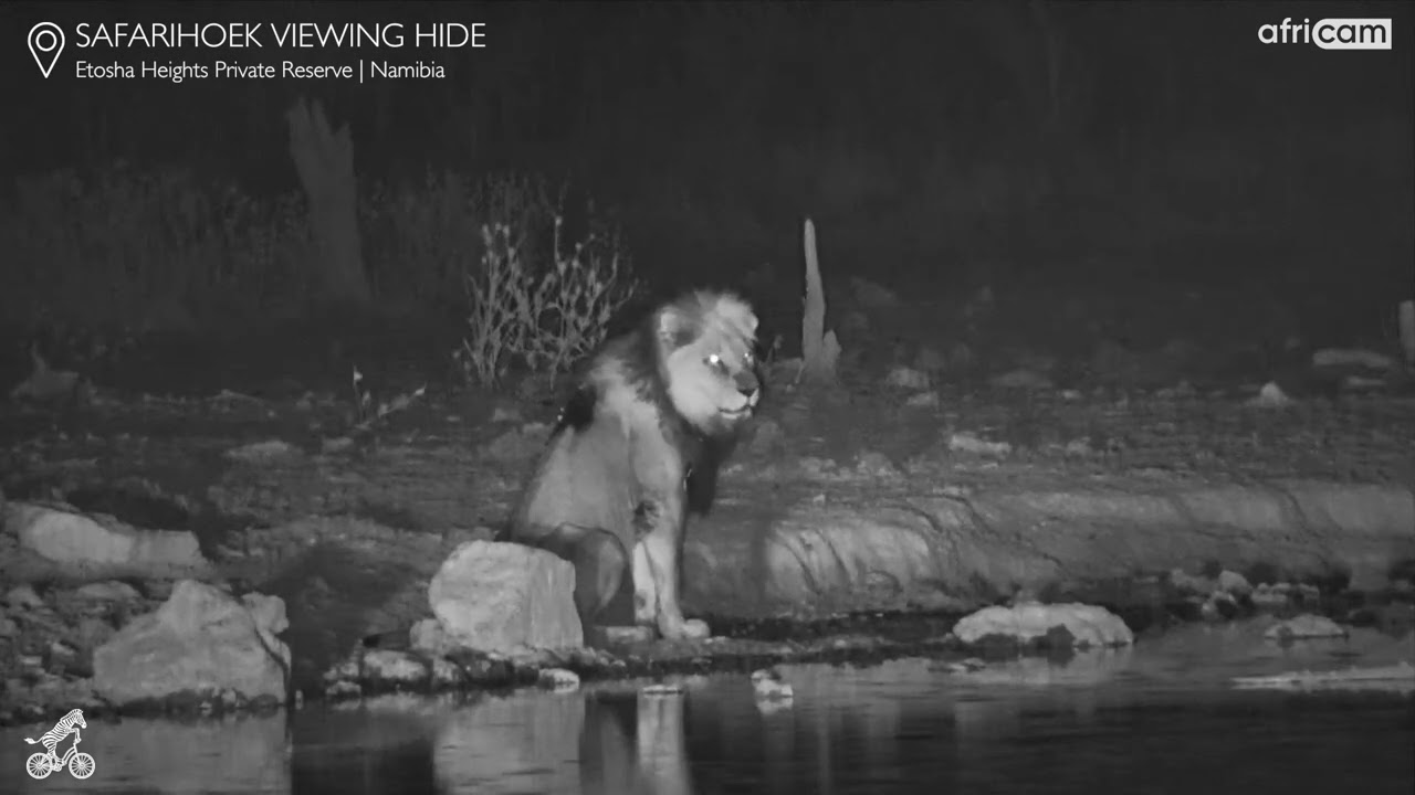 Male Lion Drinks Then Lets Out a Mighty Roar