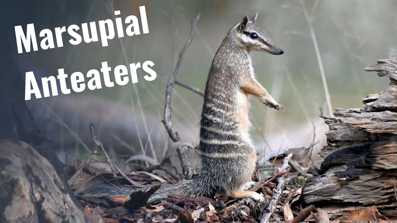 The Biology and Evolution of Numbats