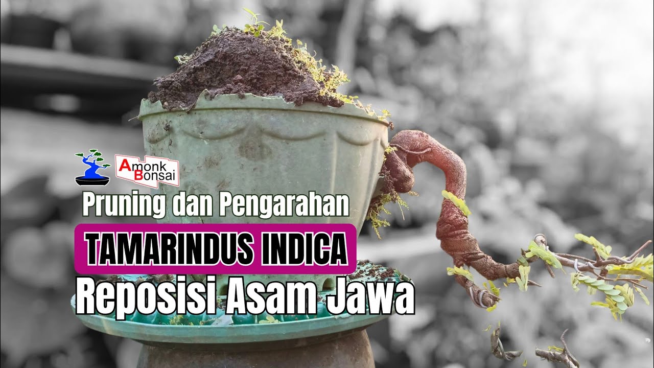 Reposisi Asam Jawa (Tamarindus indica) @amonkbonsai 