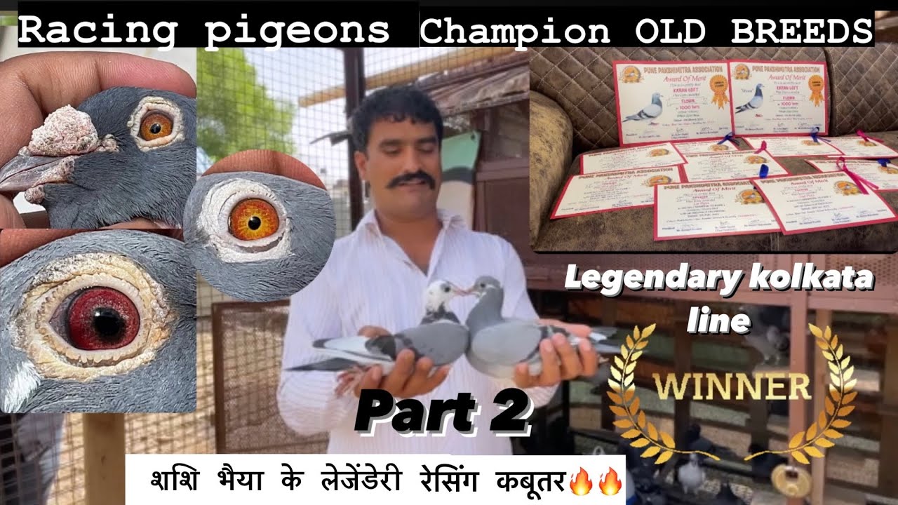 Pune Champion Shashikant Balwadkar || PART-2 || NELLORE BIRDS AND PETS || #kabutar #homingpigeon