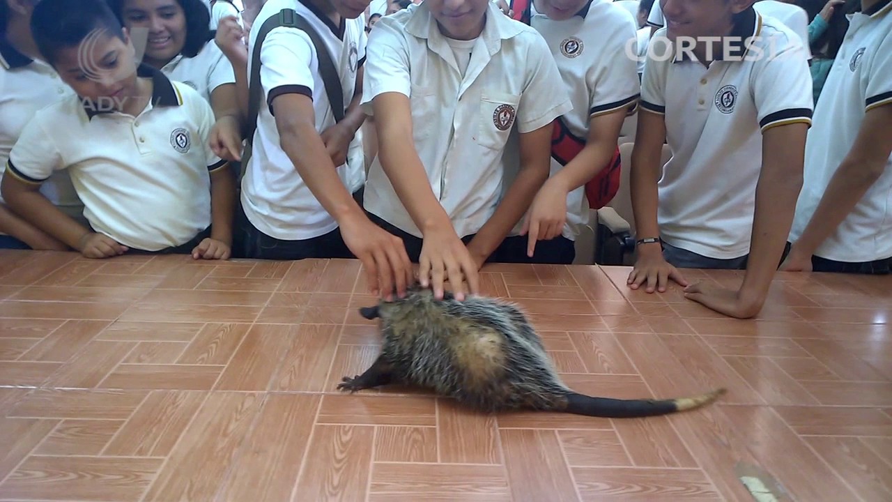 Conociendo las Zarigüeyas