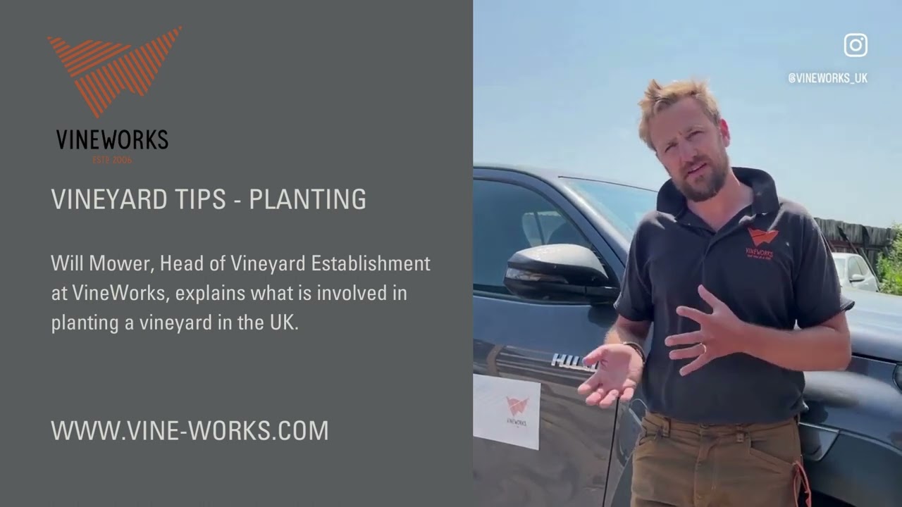 Vineyard Tips - What is involved in planting a vineyard in the UK?