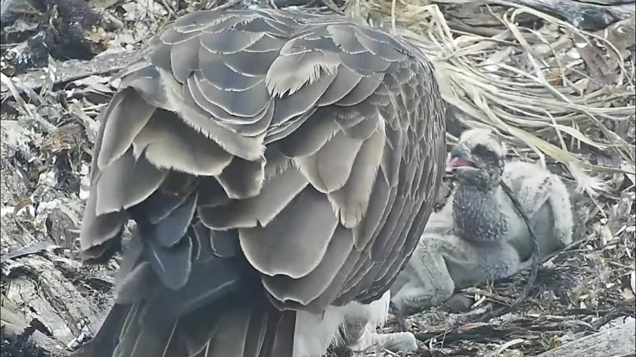 Port_Lincoln Osprey | feeding time for cute chicks | Sept 28, 2022
