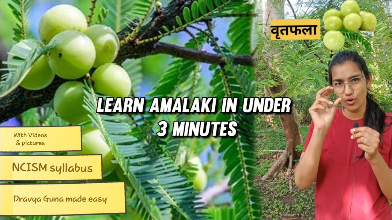 Learn Amalaki in under 3 minutes!!|Dravya Guna drugs|NCISM syllabus