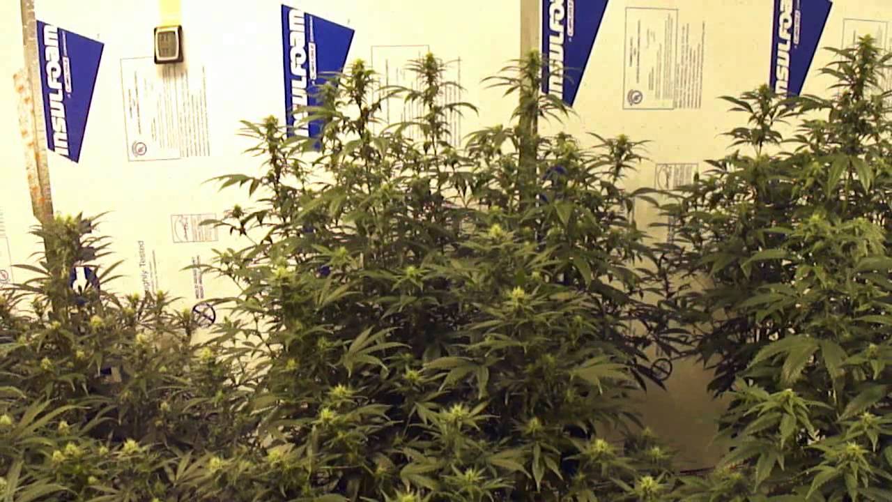 Day 27 of Flower