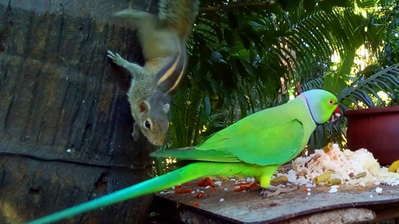 Parrot & Squirrel Eating Together – Cute Wildlife Friendship | Animal Show