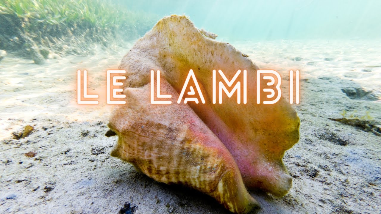 LE LAMBI : JOYAU DES CARAÏBES