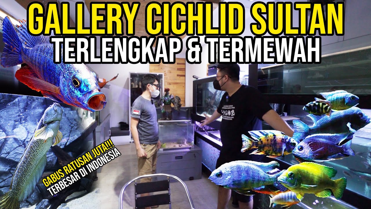 GIL4 SULTAN BANDUNG !!! KOLEKSI RIBUAN CICHLID & CHANNA BARCA TERBESAR DI INDONESIA