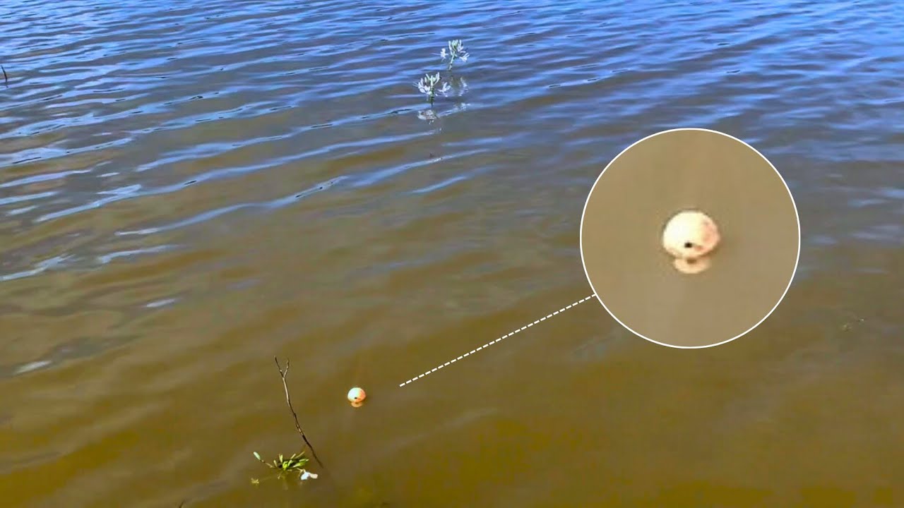 Tilápia Estourou a Linha… Voltei no Outro Dia e Encontrei a Boia! 😱🎣