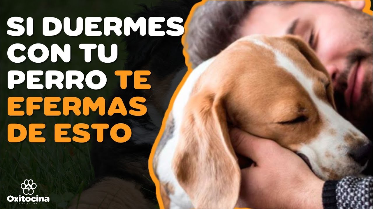 7 ENFERMEDADES QUE PUEDES CONTRAER SI DUERMES CON TU PERRO