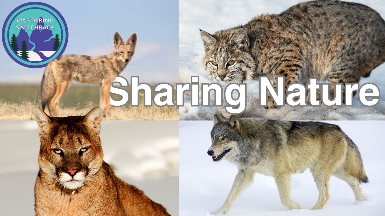 How to Handle Wildlife Encounters with Wildcats, Wolves, & Coyotes