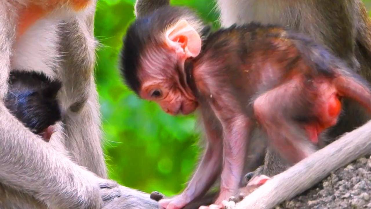 So Sweet! Baby Monkey's First Climbing Adventure
