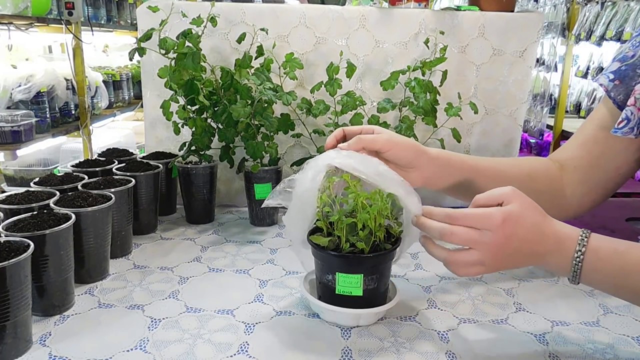 🌹🌹🌹ВЫРАЩИВАЕМ ЛОБЕЛИЮ ЗА МЕСЯЦ !!! ЭТО УДИВИТ ВАС ! БЫСТРАЯ РАССАДА