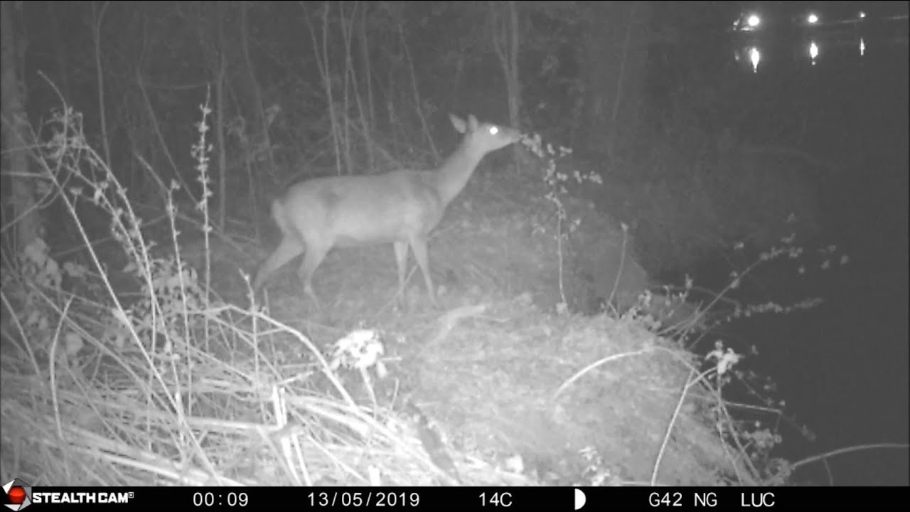 2019 Cerf sika