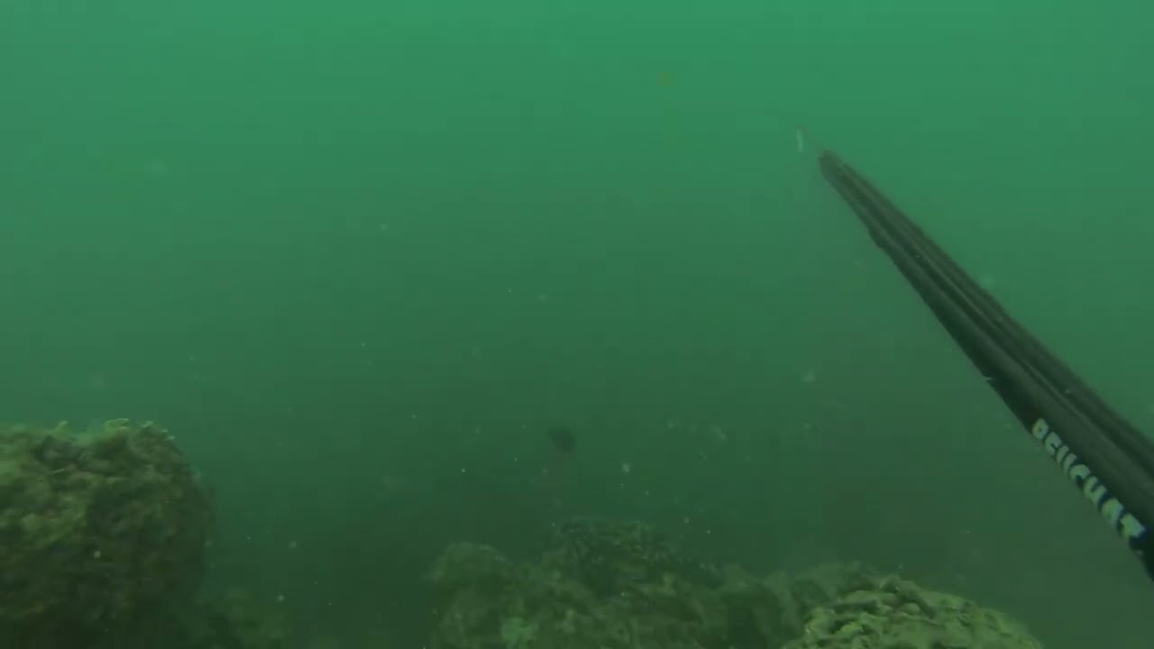 Hawai'i Spearfishing: Searching for Gold, Winter 2022
