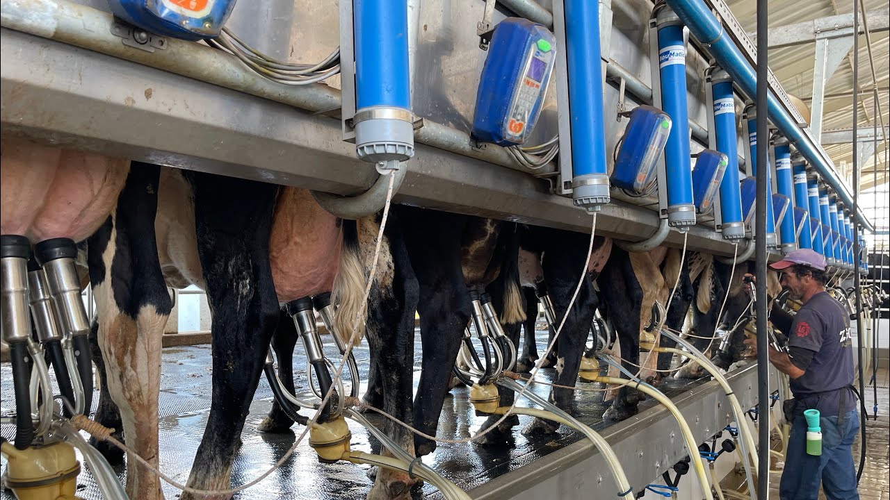 ORDENHA BOUMATIC ESTILO AMERICANO COM 32 CONJUNTOS! FAZENDA CÉU AZUL!