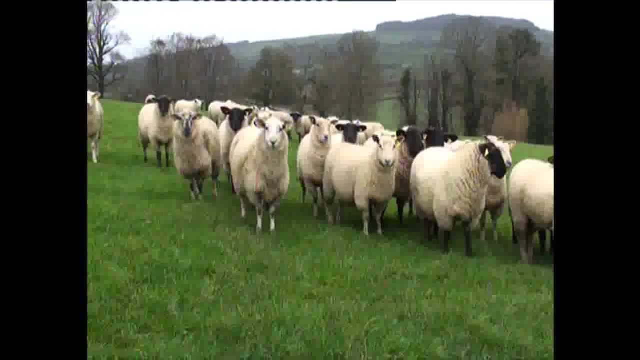 John Kelly - Sheep Farmer