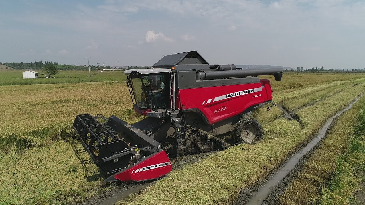 Massey Ferguson 7347 S AKTIVA - Çeltik Hasadı