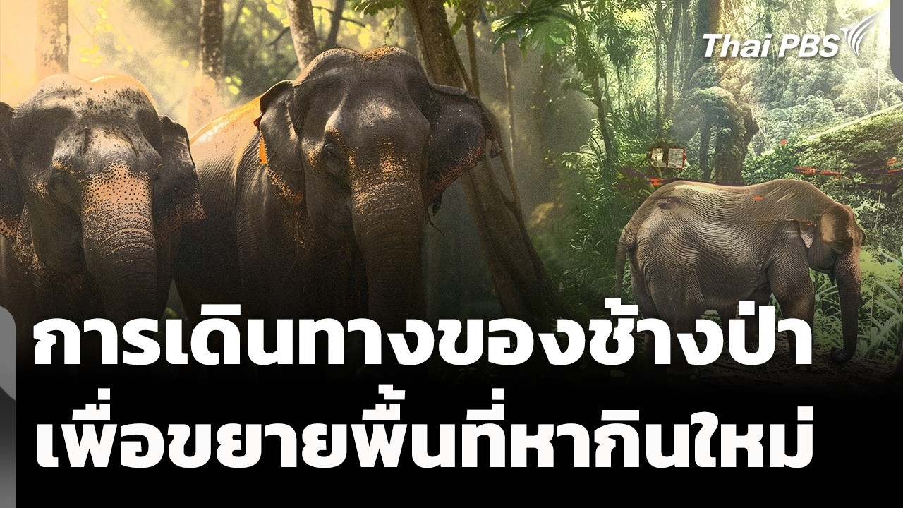การเดินทางของช้างป่า เพื่อขยายพื้นที่หากินใหม่ | ข่าวค่ำ | 24 ก.พ. 69