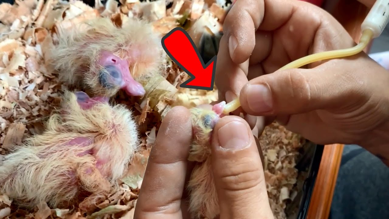 How to hand feed a 1 day old Pigeon Baby | Newborn Pigeon Baby hand Feeding