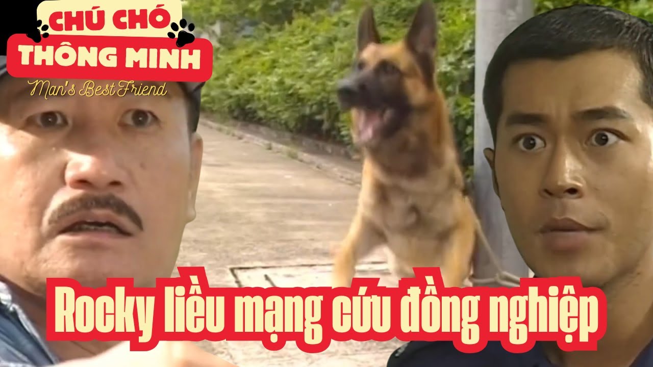 Chú Chó Thông Minh cắt tập 3_Rocky liều mạng cứu đồng nghiệp