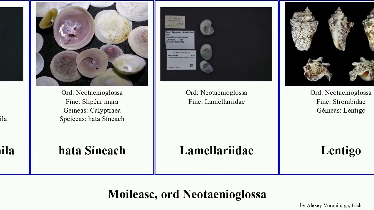 Moileasc, ord Neotaenioglossa elimia lithasia lima mara mollusca hata brevis impressa caramba