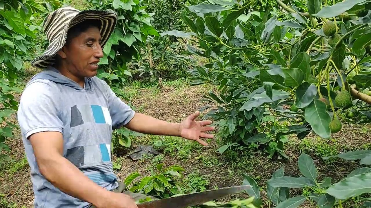 Cultivo de AGUACATE asociado con FRIJOL y CAFE. 💯% ORGANICO.
