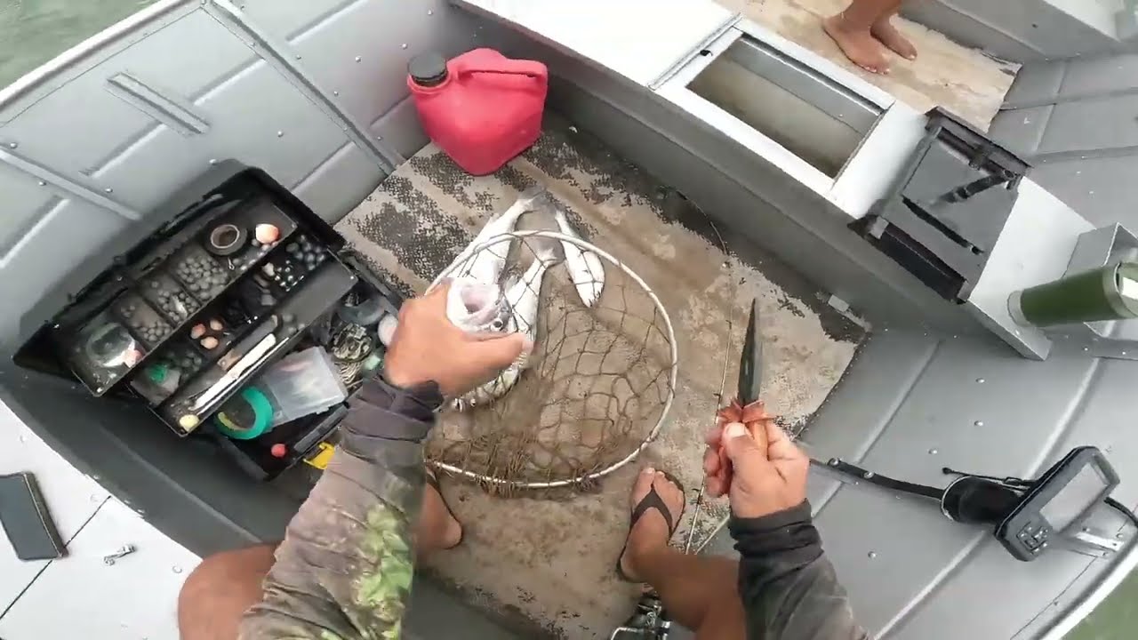 Melhores momentos na pesca de corvina 