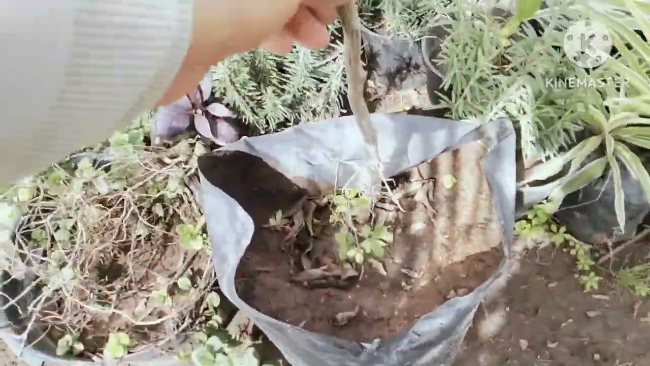 المرض الذي يصيب الموالح وتسبب في عجز الأشجار ويوقف نموها وكيفية علاجه
