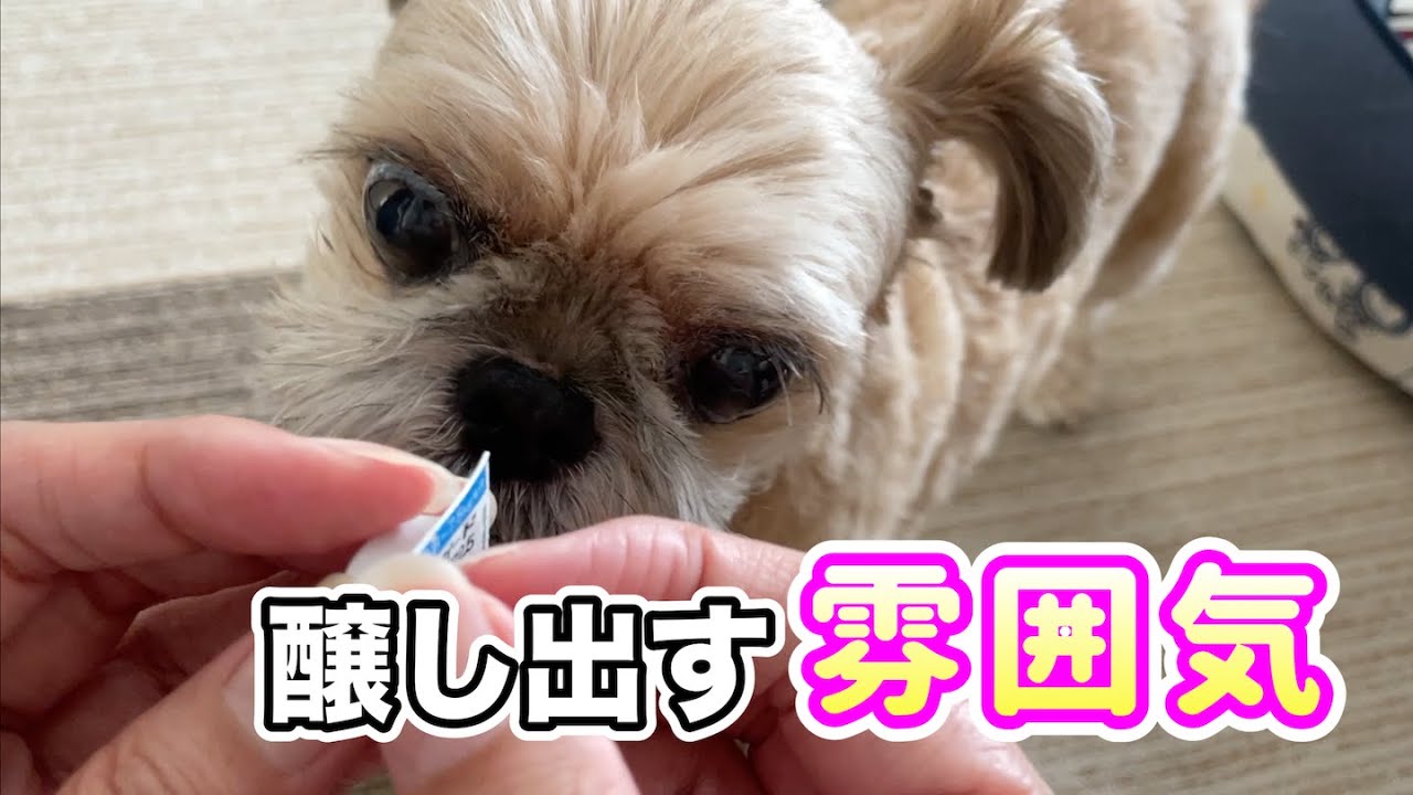 ネクスガード 今月は食べる雰囲気を醸し出す！ チワワ×シーズー
