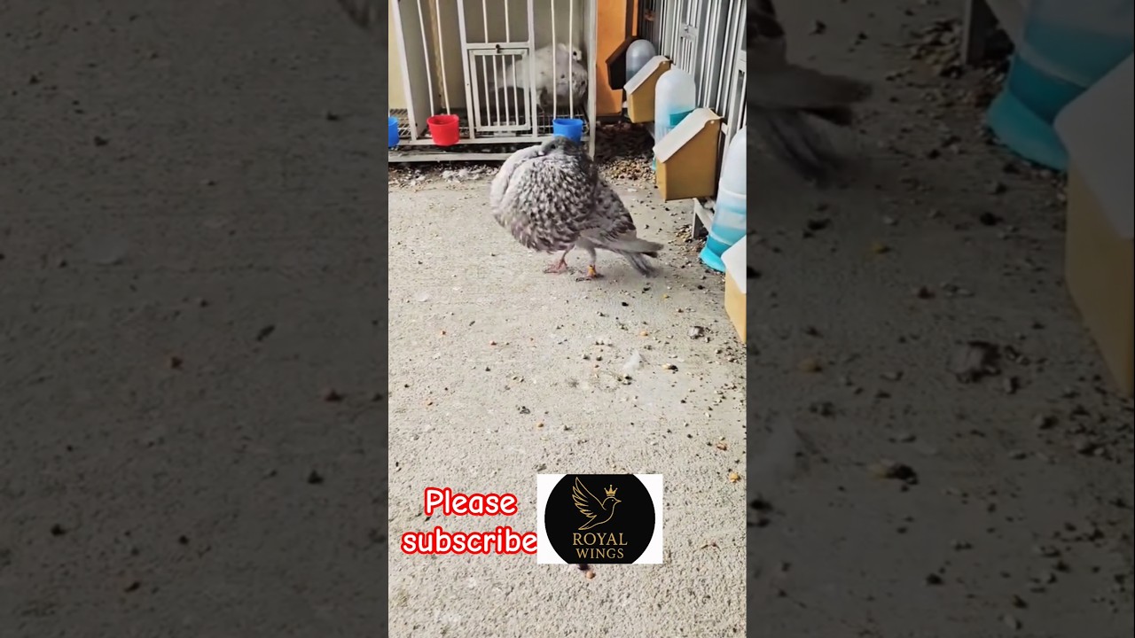 Royal Look of a Beautiful Pouter | Fancy Pigeon 2025🕊 #shortvideo #kabutar #birds #pigeon #shorts