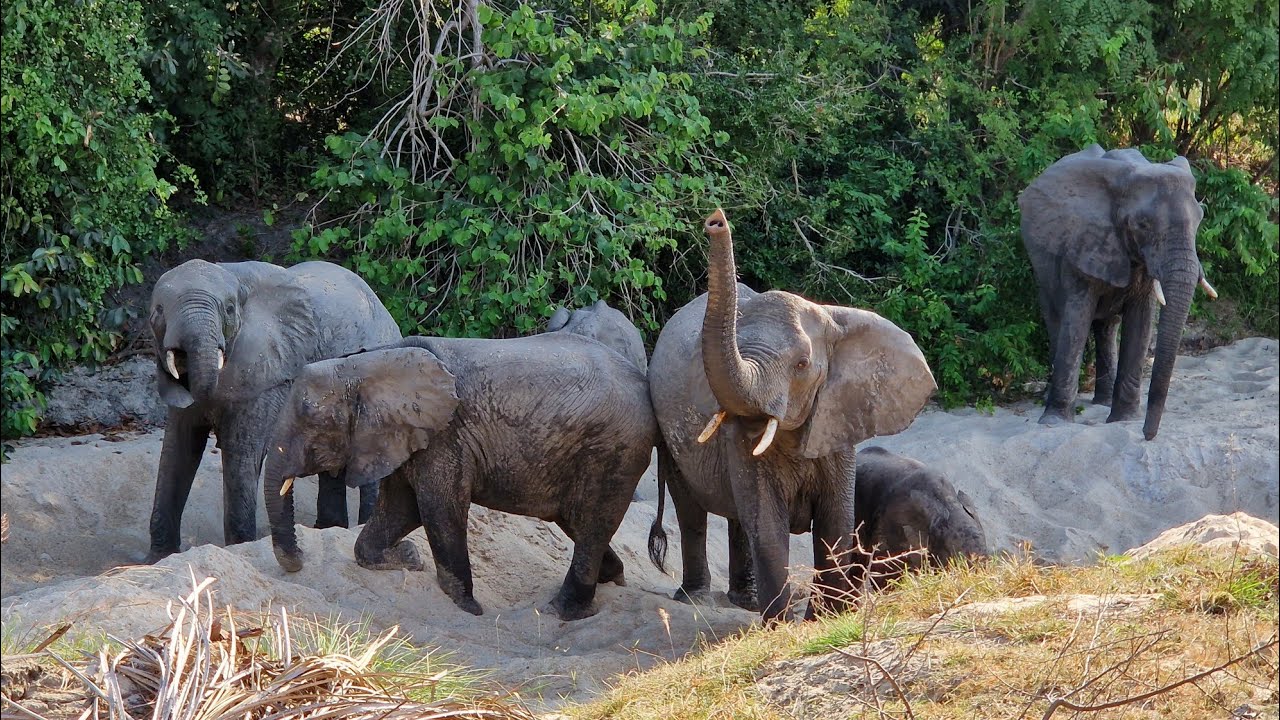 Safari,  Africa Tanzania - Saadani National Park