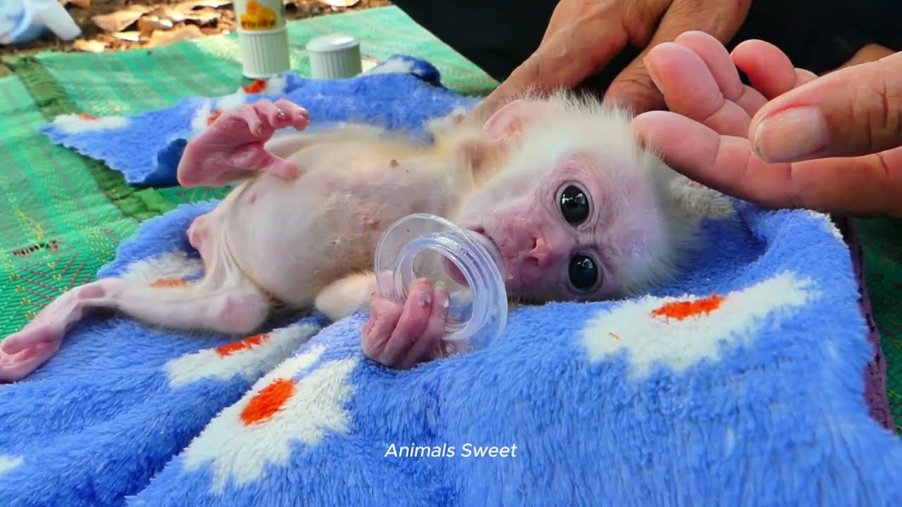Mother prepares a powder for baby to protect skin