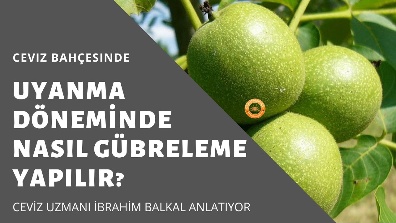 Cevizde Uyanma Döneminde Nasıl Gübreleme Yapılır?