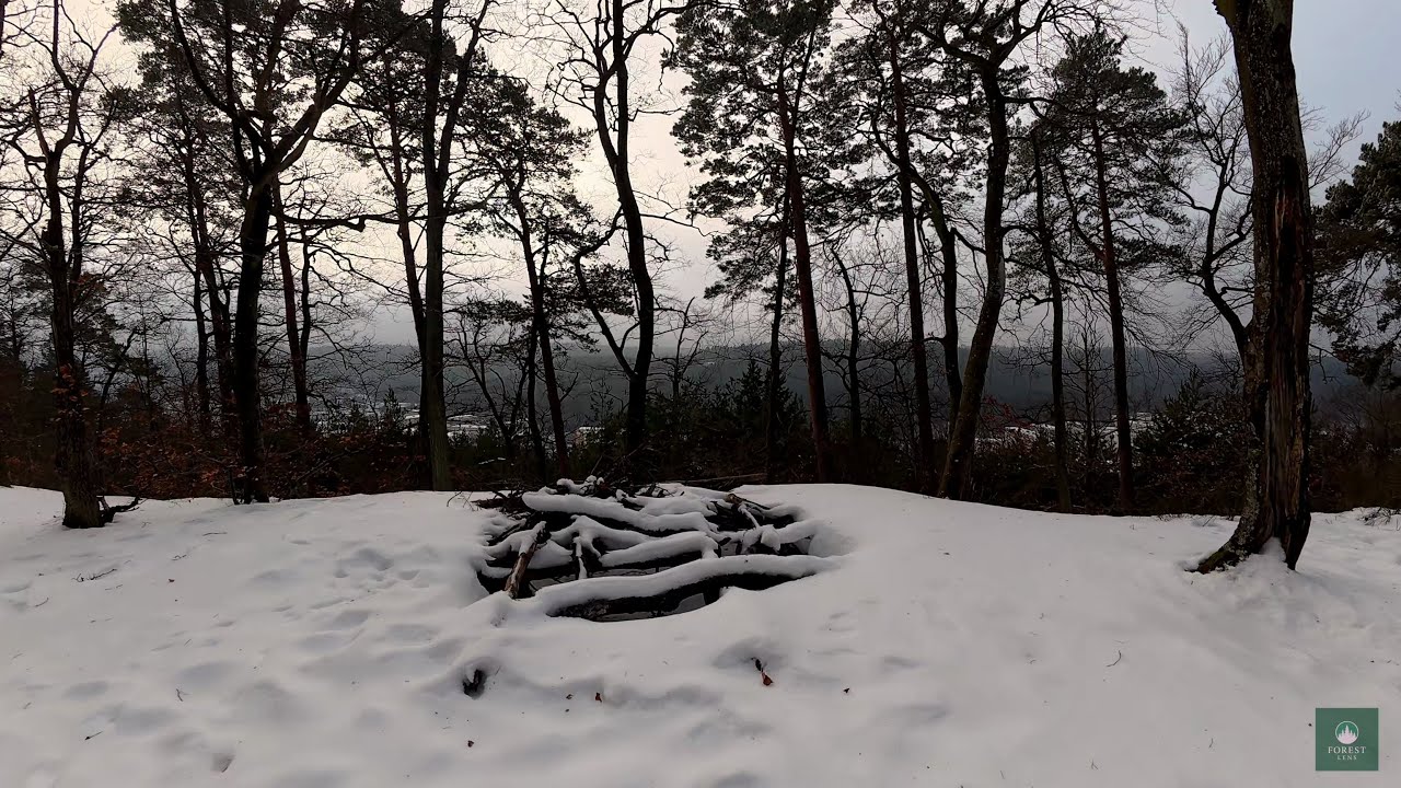 Winter Forest Walk ❄️ | Silence, Trees & Traces of Winter (No Music, No Talking)