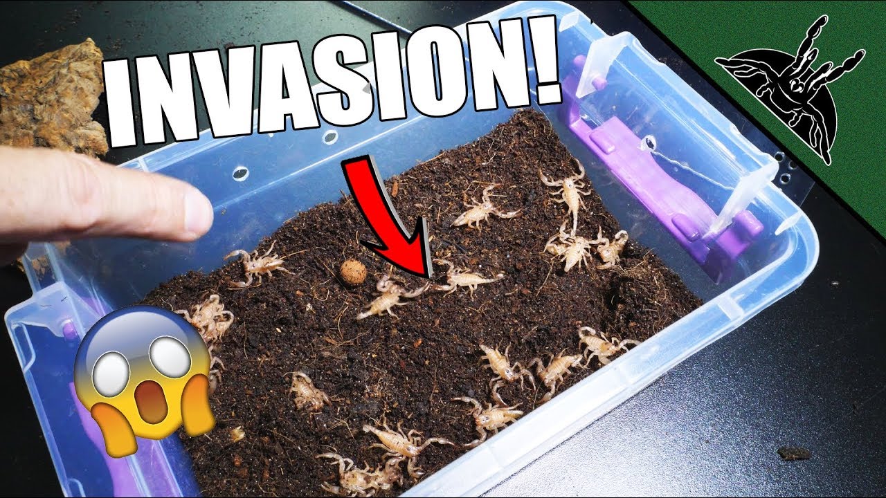 Million SCORPION BABIES!
