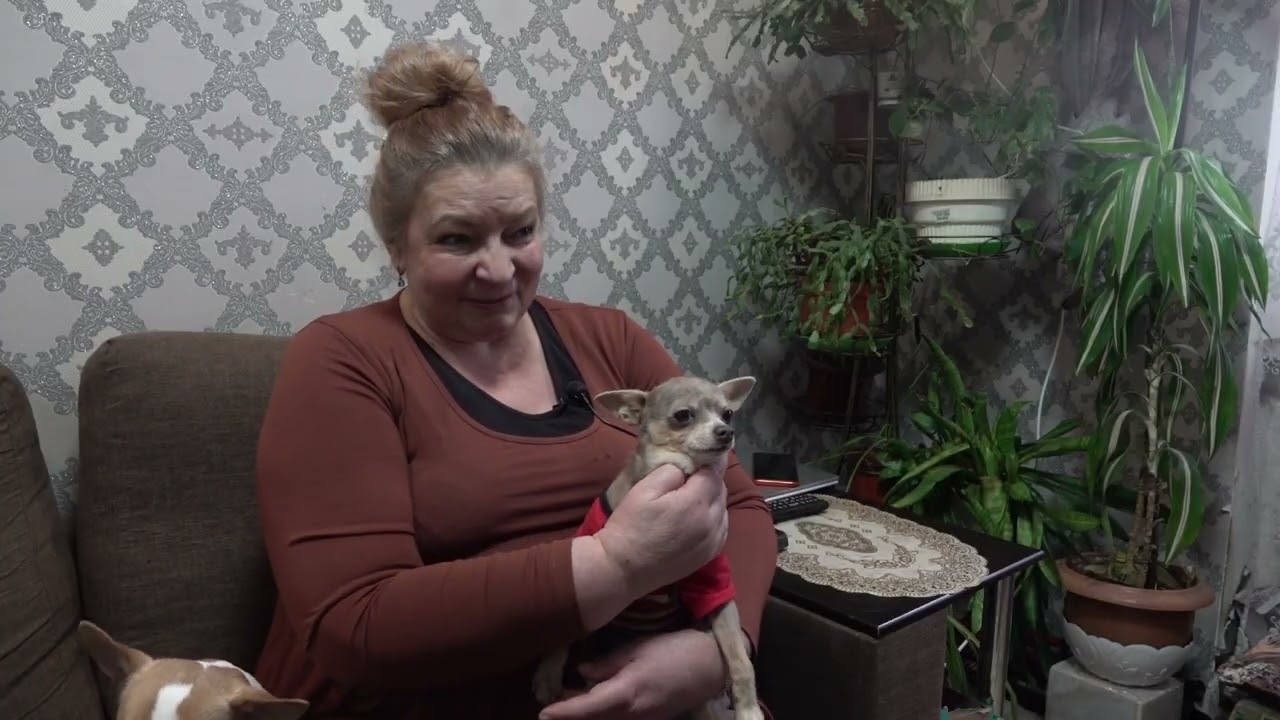 Бобруйчане приютили пятерых лебедей... #бобруйск #животные #спасение