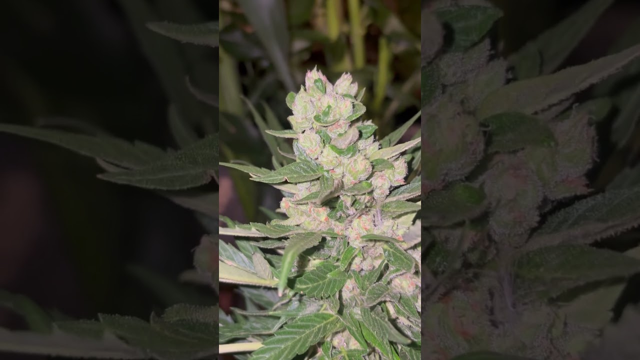 #Norcal#fire#landrace#cannabis#Red Congolese#auto#🤤